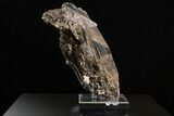 Spectacular Selenite Crystal Cluster - Naica Mine, Mexico #325048-1